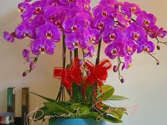 -龙大花卉苗木市场