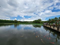 -大湾区中央湿地公园