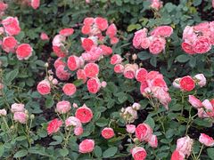 -常熟路(地铁站)