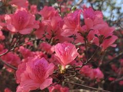 -木兰云雾山