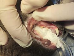 -关爱宠物医院·猫科中心·消化科(滨湖万达分院)