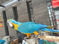 -观桥阁(锦溪店)