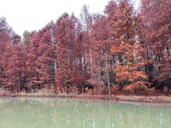 -上海海湾国家森林公园