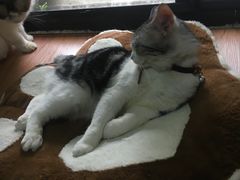 -李小姐の猫咖啡馆(五角场店)