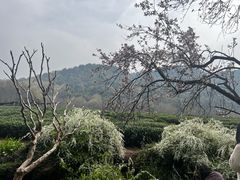 -中国茶叶博物馆(双峰馆区)