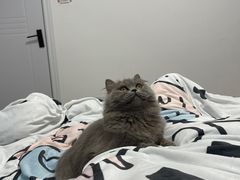 -唐小姐の猫狗洗护·购宠旗舰店(周浦万达店)