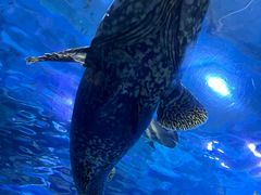 -太平洋海底世界