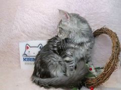-十年猫舍·猫咪专门店(普陀店)