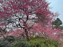 -杭州植物园