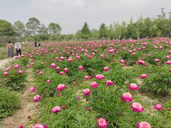 -扬州芍药园(仪征市)