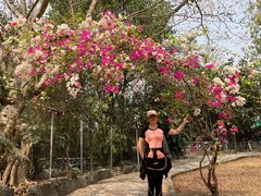 -瑞丽独树成林风景区