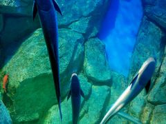 -福州罗源湾海洋世界旅游区