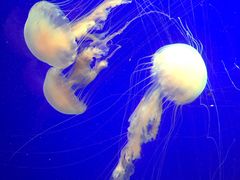 -上海海洋水族馆