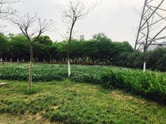 -九里河湿地公园