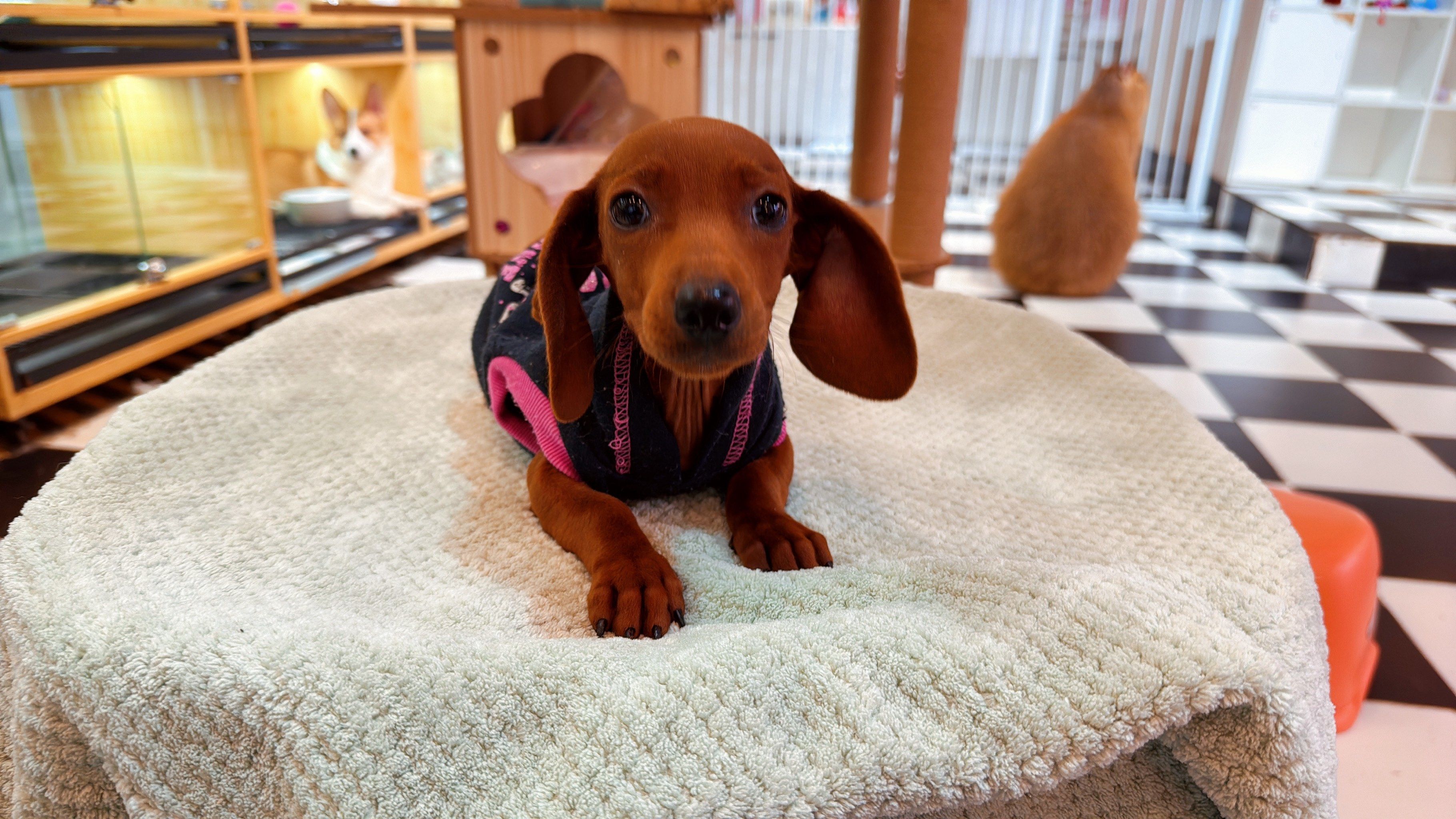 短毛可爱的腊肠犬