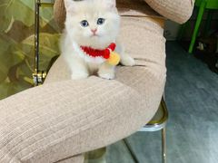 -欣宠猫屋·矮脚拿破仑·蓝金金渐层