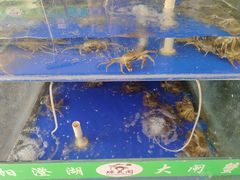 -阳澄湖大闸蟹·琼灵阁牌品牌连锁(吴中总店)