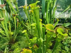 -国家植物园南园