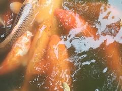 -金花茶公园