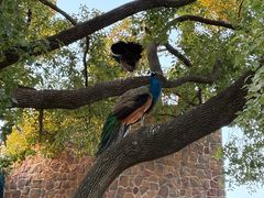 -J Create城市露营咖啡·简餐·宠物(上海动物园店)