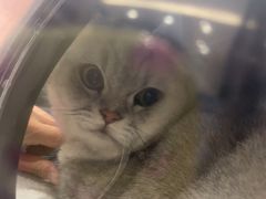 -关爱宠物医院·猫科中心·消化科(滨湖万达分院)