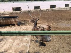-青藏高原野生动物园