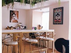 -Husky Go! 哈士奇体验馆·宠物咖啡厅狗咖