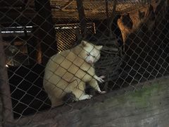 -清迈夜间动物园
