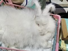 -猫色咖啡·猫咖