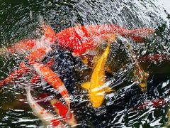 -大妙火锅·非物质文化遗产(东湖公园店)