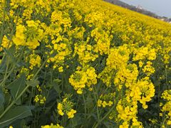 -西京湾花海
