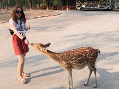 -清迈夜间动物园