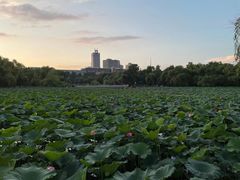 -长春市南湖公园