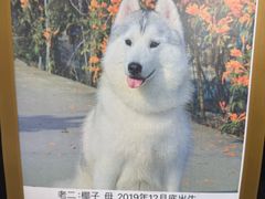 -星多哈·狗咖·拼豆·咖啡