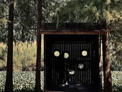 -南宁良凤江国家森林公园