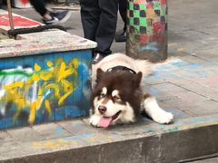 -黄桷坪涂鸦艺术街