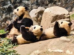 -都江堰中华大熊猫苑