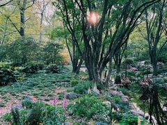 -上海共青森林公园