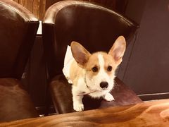 -百好乐宠物友好餐厅(朝外大街店)