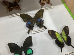 -上海大自然野生昆虫馆(东方明珠·爬宠昆虫探索中心)