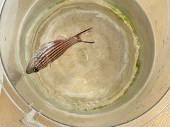 -小猫钓鱼海钓俱乐部(椰梦长廊店)