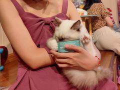-绒爪撸猫下午茶·猫咖