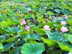 -滆湖低碳生态公园