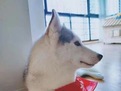 -Husky Go! 哈士奇体验馆·宠物咖啡厅狗咖