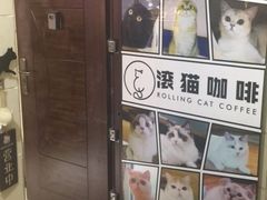 -滚猫咖啡·猫咖·猫友好撸猫(未来城店)