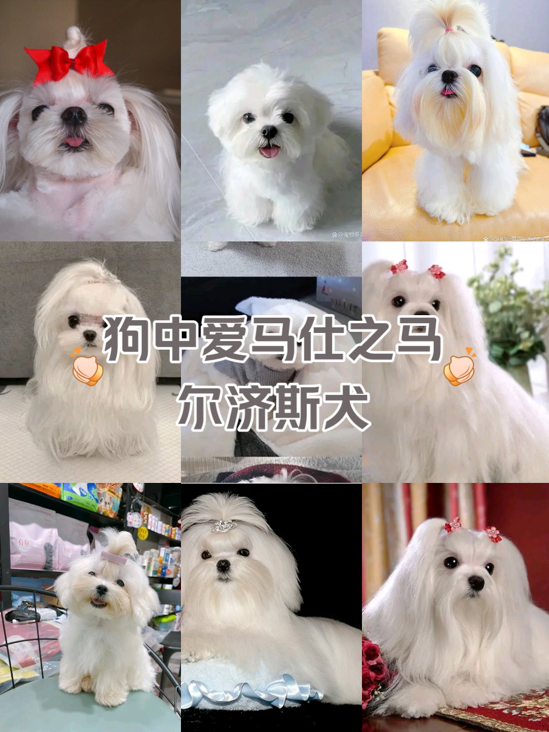 马尔济斯犬寿命图片