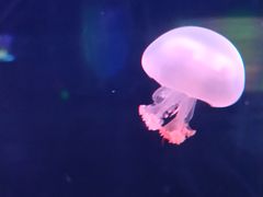 -福州罗源湾海洋世界旅游区