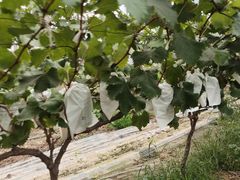 -马陆小张葡萄园农家乐