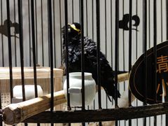 -清真·京华源铜锅涮肉(丰庆店)