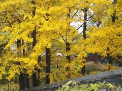 -阳台山自然风景区